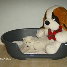 Samojedhund Freja RIP ;(