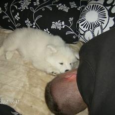 Samojedhund Freja RIP ;(