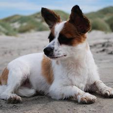 Papillon Bølle *R.I.P.*