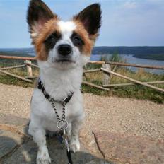 Papillon Bølle *R.I.P.*