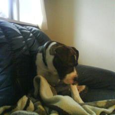 Amerikansk bulldog Armani **SOLGT**