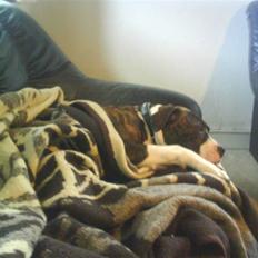 Amerikansk bulldog Armani **SOLGT**