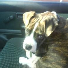 Amerikansk bulldog Armani **SOLGT**