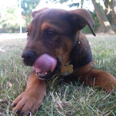 Blanding af racer Amstaff/Rotte - Specki*