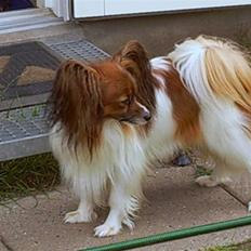 Papillon Gallinas Wild Bear (Niki)
