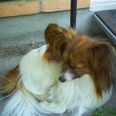 Papillon Gallinas Wild Bear (Niki)