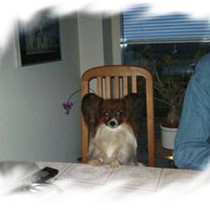 Papillon Gallinas Wild Bear (Niki)