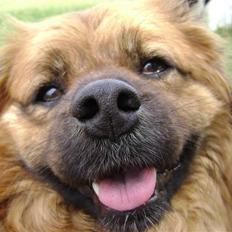 Blanding af racer Joy