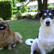 Blanding af racer Joy