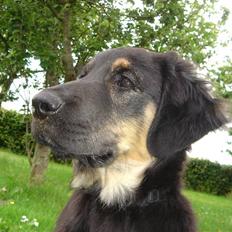 Blanding af racer Django   *Solgt*