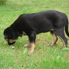 Blanding af racer Django   *Solgt*