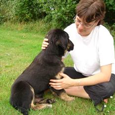 Blanding af racer Django   *Solgt*