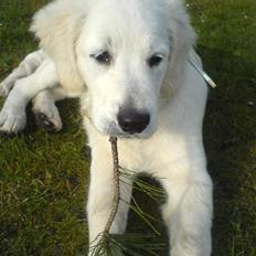 Golden retriever Eddie