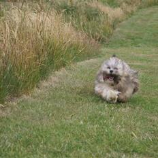 Lhasa apso Carlo