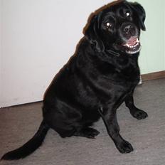 Blanding af racer Nokia