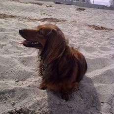 Dværggravhund King Kong