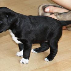 Blanding af racer Karla Malone