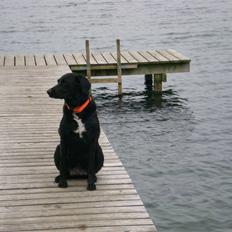 Flat coated retriever bonnie