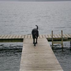 Flat coated retriever bonnie