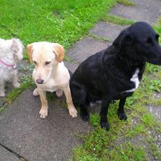Flat coated retriever bonnie