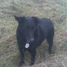 Blanding af racer Lady *R.I.P*