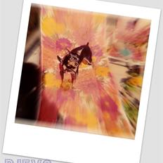 Dvaergpinscher pjevs 