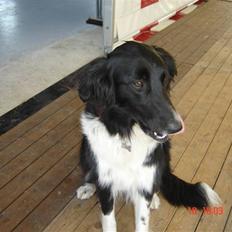 Border collie Mille