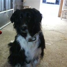 Border collie Mille