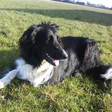Border collie Mille