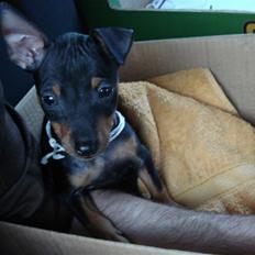 Dvaergpinscher Rødkildes Nato