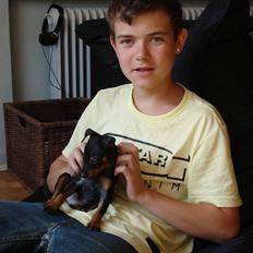 Dvaergpinscher Rødkildes Nato