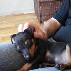 Dvaergpinscher Rødkildes Nato