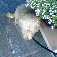 Blanding af racer jona<33 minh