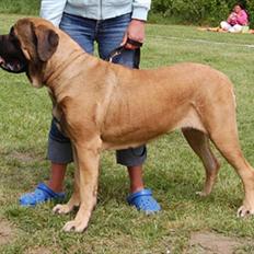 Mastiff Akeela