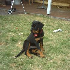 Rottweiler Kita