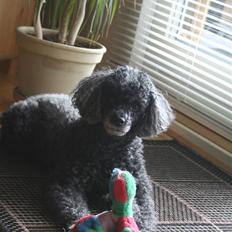 Dværgpuddel Little Black Whisky *Død*