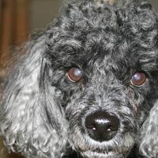 Dværgpuddel Little Black Whisky *Død*