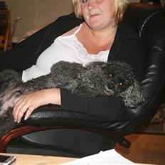 Dværgpuddel Little Black Whisky *Død*