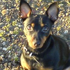 Dvaergpinscher Emmy