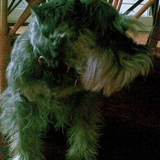 Dvaergschnauzer Kiki