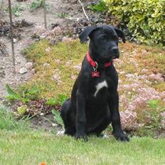 Blanding af racer Camie <3