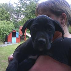 Blanding af racer Camie <3