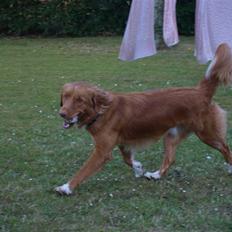 Nova scotia duck tolling retriever Sweet Fearless R.I.P.