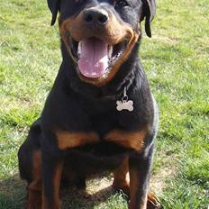 Rottweiler Aslan