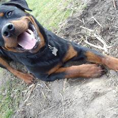 Rottweiler Aslan