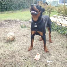 Rottweiler Aslan