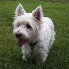 West highland white terrier Magnus