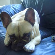 Fransk bulldog Pumba