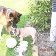 Fransk bulldog Pumba