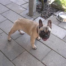 Fransk bulldog Pumba